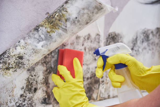 Best Mold Damage Restoration  in Schler Park, IL